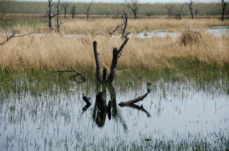 70 - Namibia - parque nacional de Bwabwata - paisaje